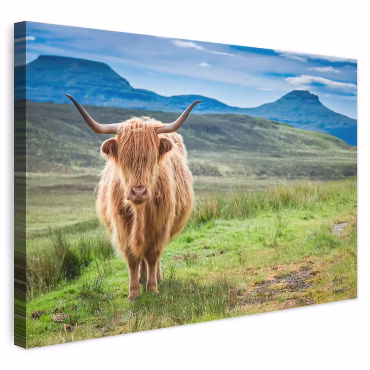 Canvas schilderij - Schotse hooglander - Koe - Natuur - Berg - Gras