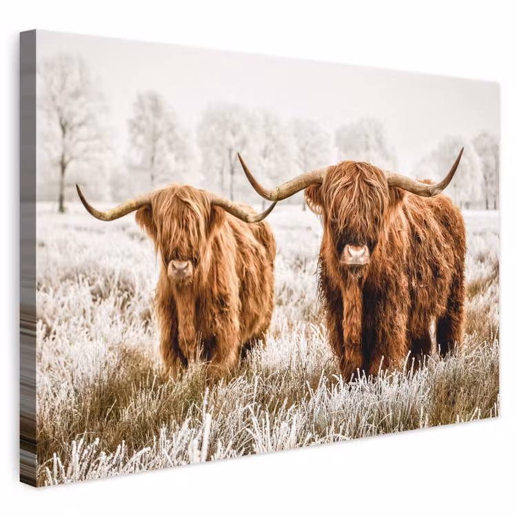 Canvas schilderij - Schotse hooglander - Koe - Natuur - Winter