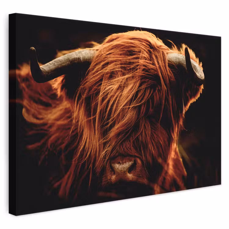 Canvas schilderij - Schotse hooglander - Koe - Hoorns - Portret - Dieren