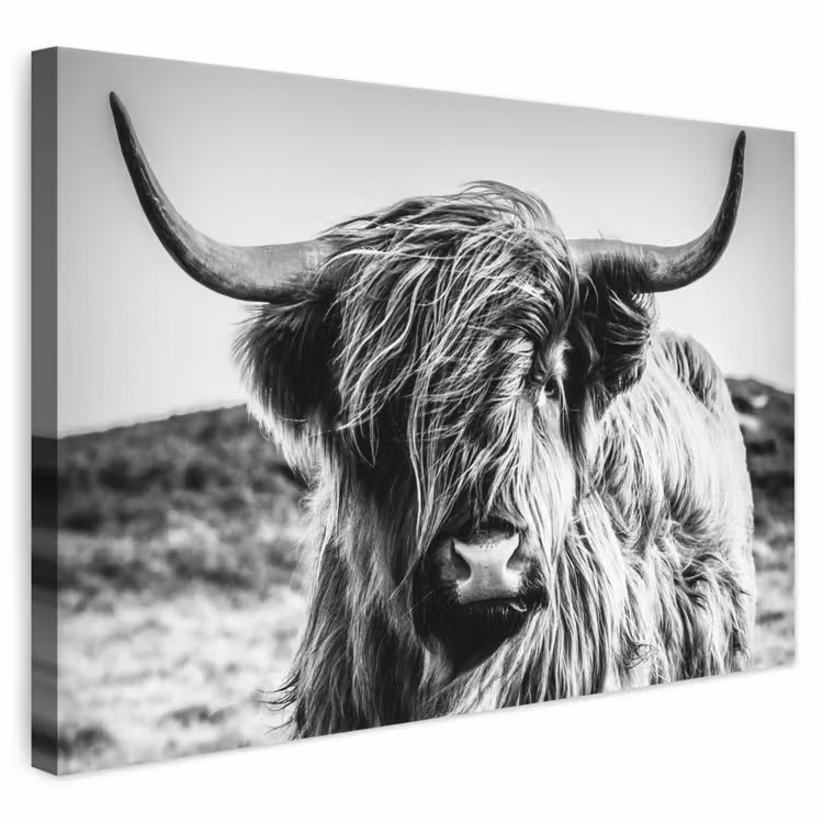 Canvas schilderij - Schotse hooglander - Natuur - Koe - Zwart - Wit