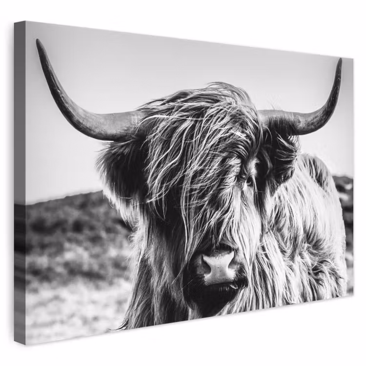 Canvas schilderij - Schotse hooglander - Close up - Horens - Vacht - Zwart Wit — 1