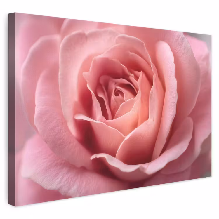 Canvas schilderij - Roze - Roos - Romantisch — 1
