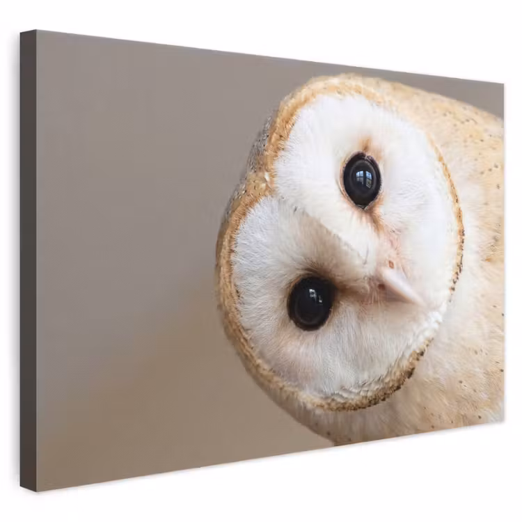 Canvas schilderij - Uil - Bruin - Wit — 1