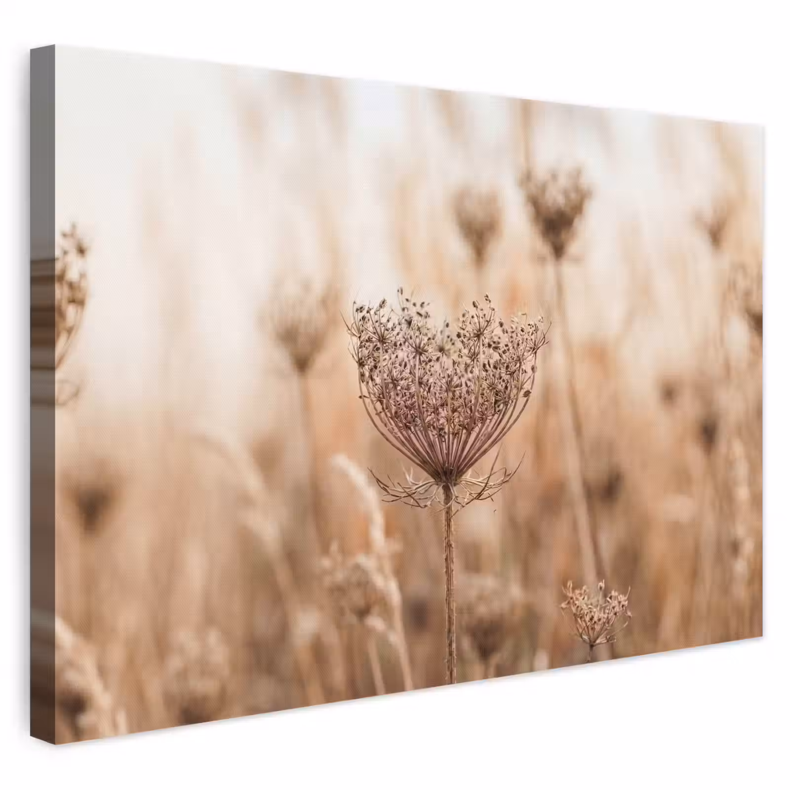 Canvas schilderij - Schermbloem - Droogbloem - Winter - Beige - Minimalistisch — 1