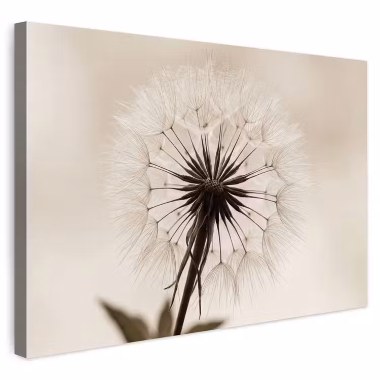 Buiten canvas - Paardenbloem - Minimalistisch - Wit
