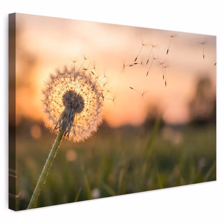 Buiten canvas - Paardenbloem - Zonsondergang - Veld