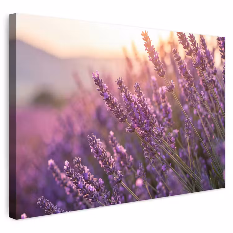 Buiten canvas - Lavendel - Paars - Zonlicht