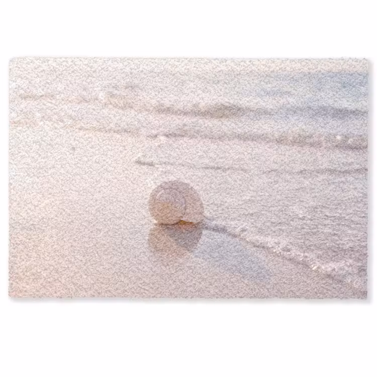 Deurmat - Zeeschelp - Strand - Zee - Natuur - Beige — 1