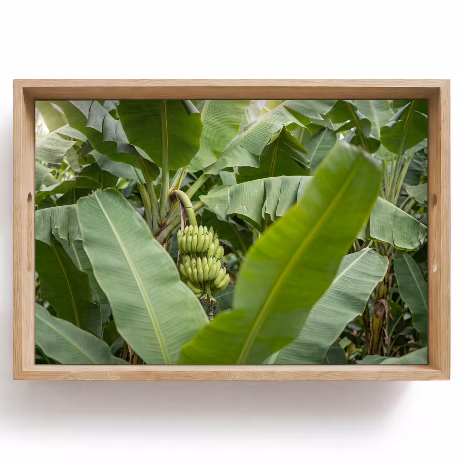 Dienblad - Eten - Bananen - Plantage - Groen — 1