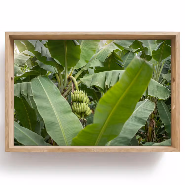 Dienblad - Eten - Bananen - Plantage - Groen — 1