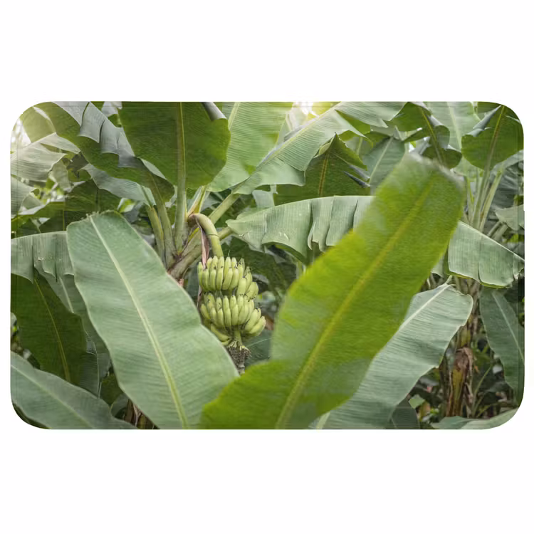 Wc Mat - Eten - Bananen - Plantage - Groen — 1