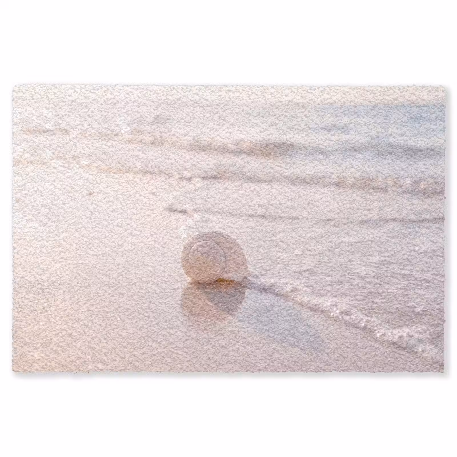 Vloerkleed - Zeeschelp - Strand - Zee - Natuur - Beige — 1