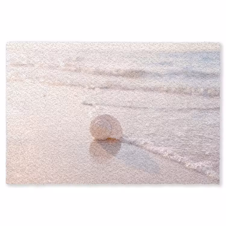Vloerkleed - Zeeschelp - Strand - Zee - Natuur - Beige — 1