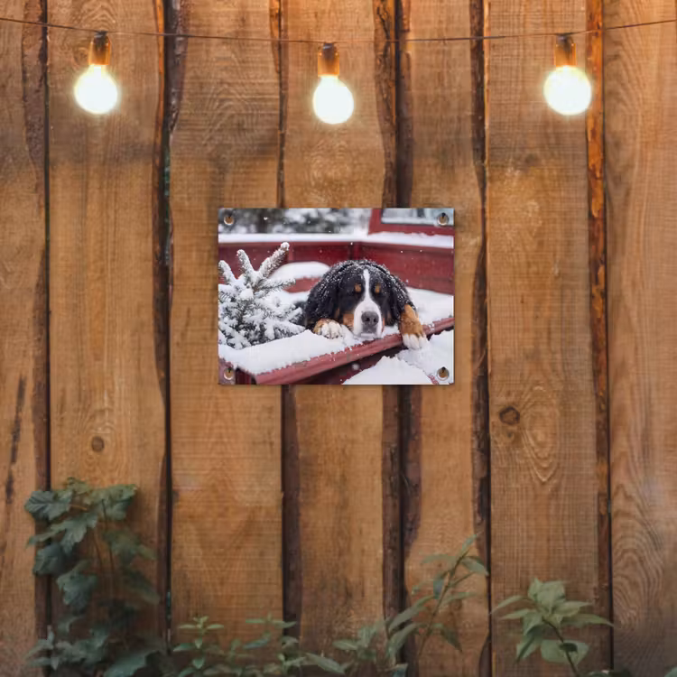 Tuinposter - Hond - Rode vrachtwagen — 2