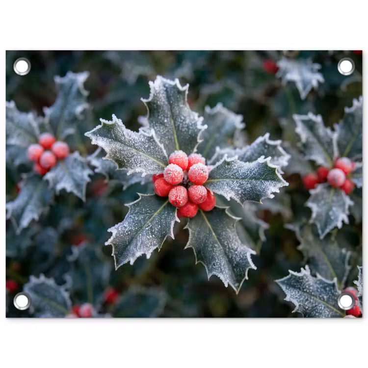 Tuinposter - Plant - Berijpte - Winter