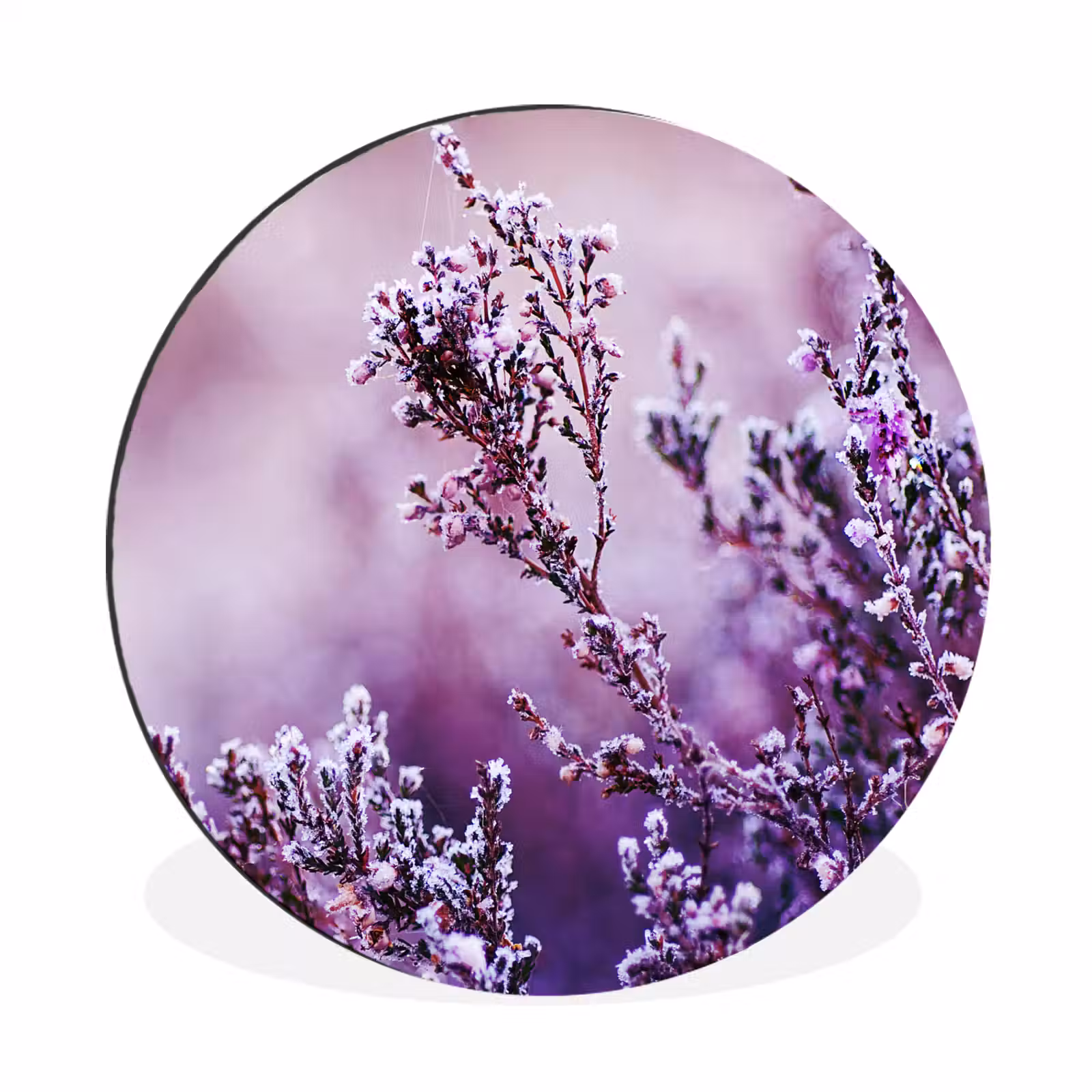 Lavendel - Winter - Bloemen - Paars — 1