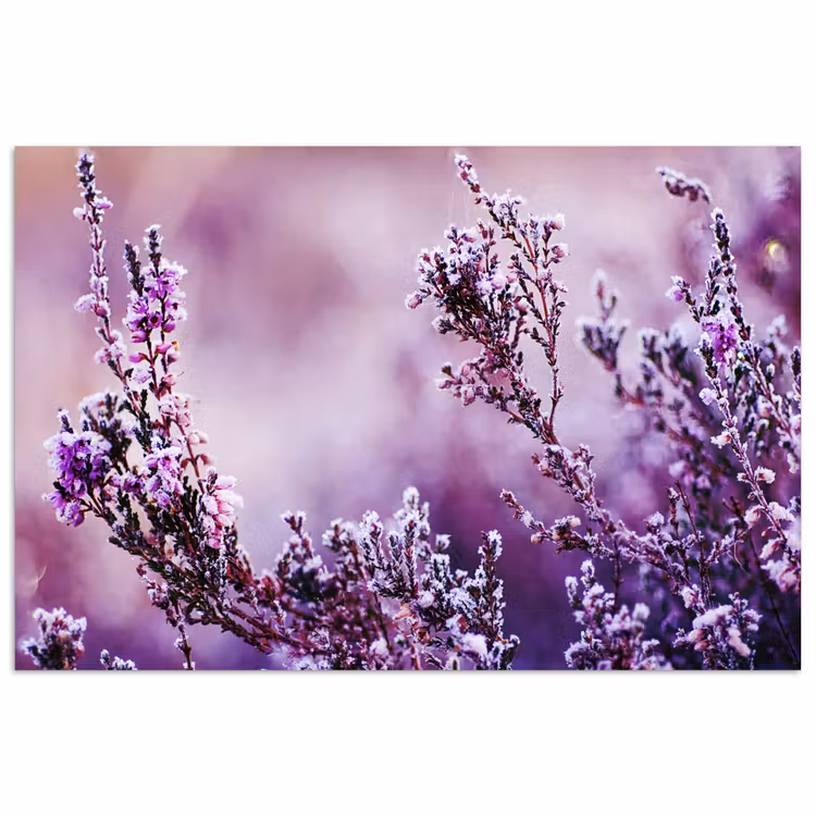 Poster - Lavendel - Winter - Bloemen - Paars — 1