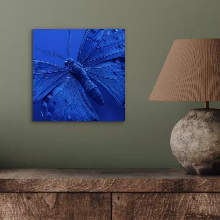 Aluminium schilderij - Blauwe vlinder - Insect — 3