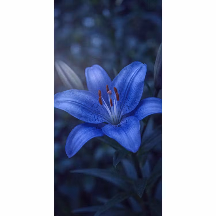 Behang - Blauwe bloem - Natuur β 2