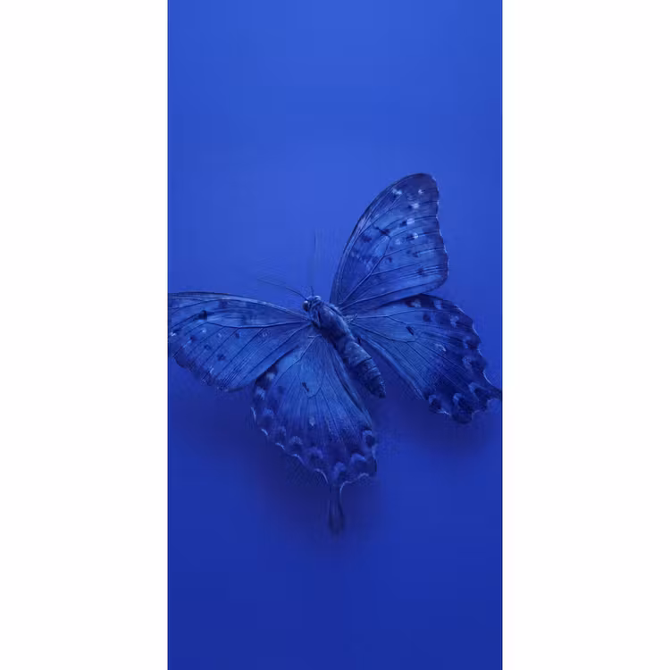 Behang - Blauwe vlinder - Insect β 2
