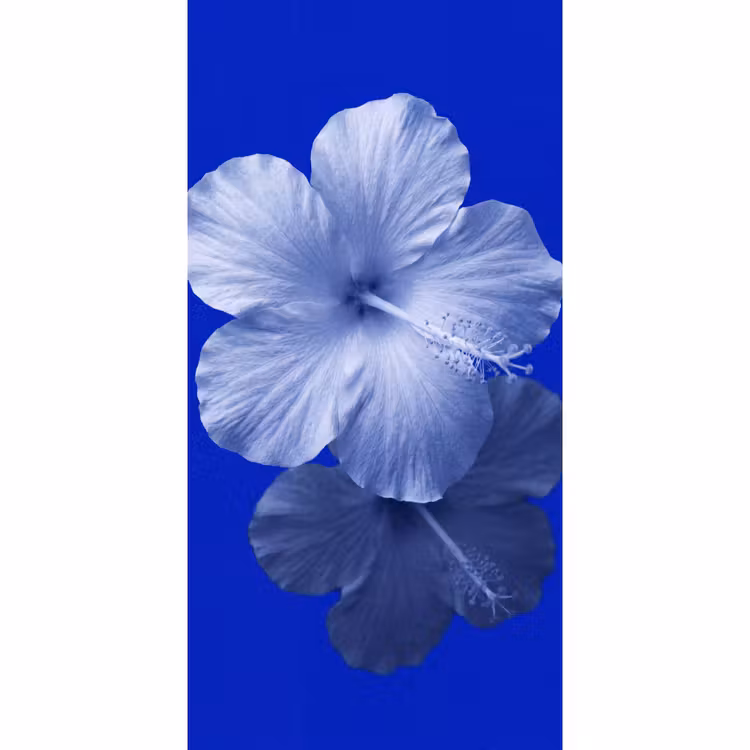 Behang - Bloemen - Blauw - Natuur — 2