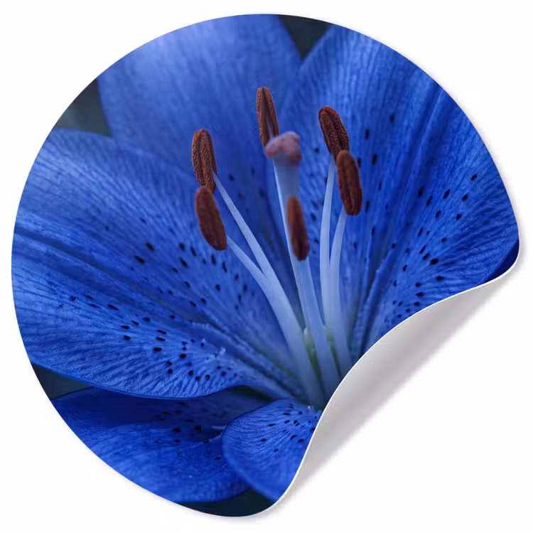 Behangcirkel - Blauwe bloem - Natuur — 1