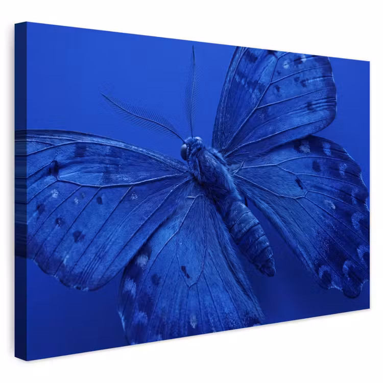 Buiten canvas - Blauwe vlinder - Insect — 1