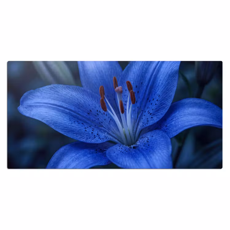 Bureau onderlegger - Blauwe bloem - Natuur — 2