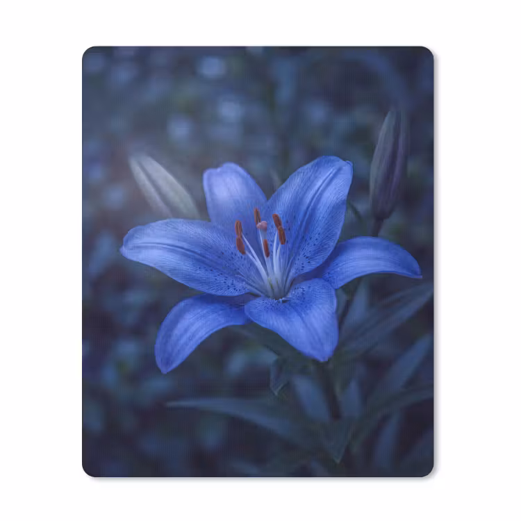 Muismat - Blauwe bloem - Natuur — 1