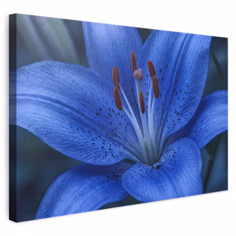 Canvas schilderij - Blauwe bloem - Natuur — 1