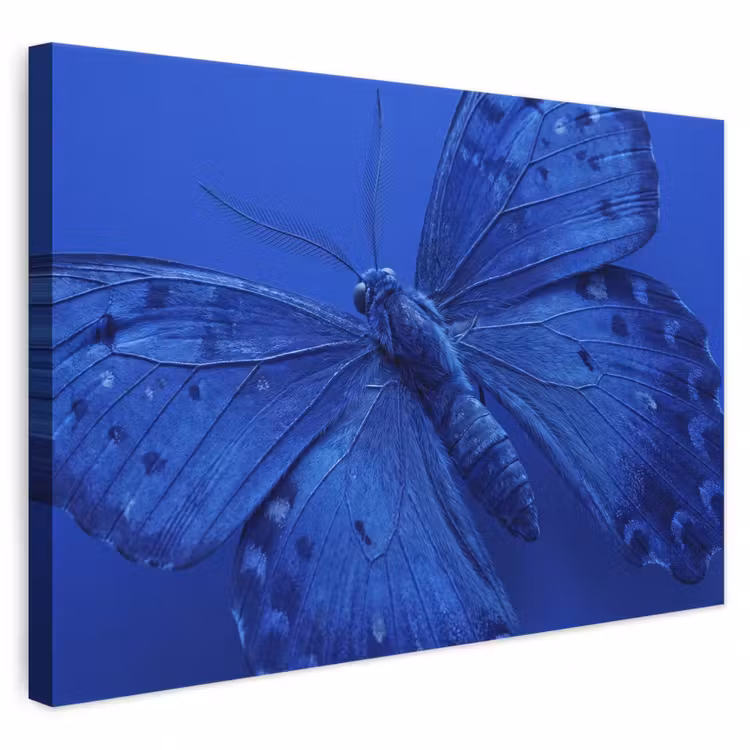 Canvas schilderij - Blauwe vlinder - Insect — 1