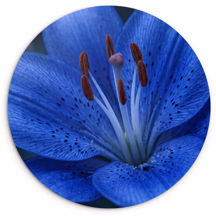 Muurcirkel - Blauwe bloem - Natuur — 1