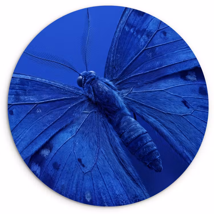 Muurcirkel - Blauwe vlinder - Insect — 1
