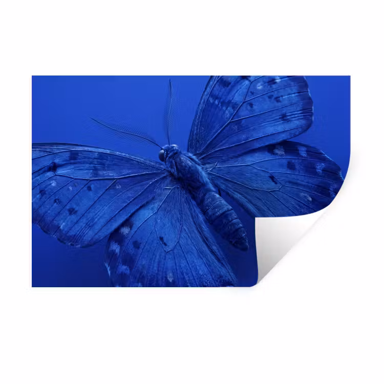 Muursticker - Blauwe vlinder - Insect — 1