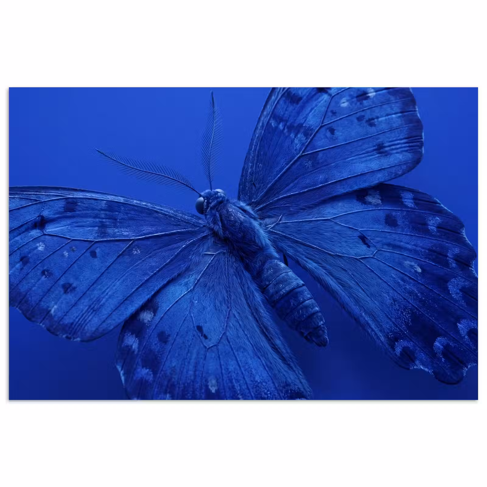Poster - Blauwe vlinder - Insect — 1