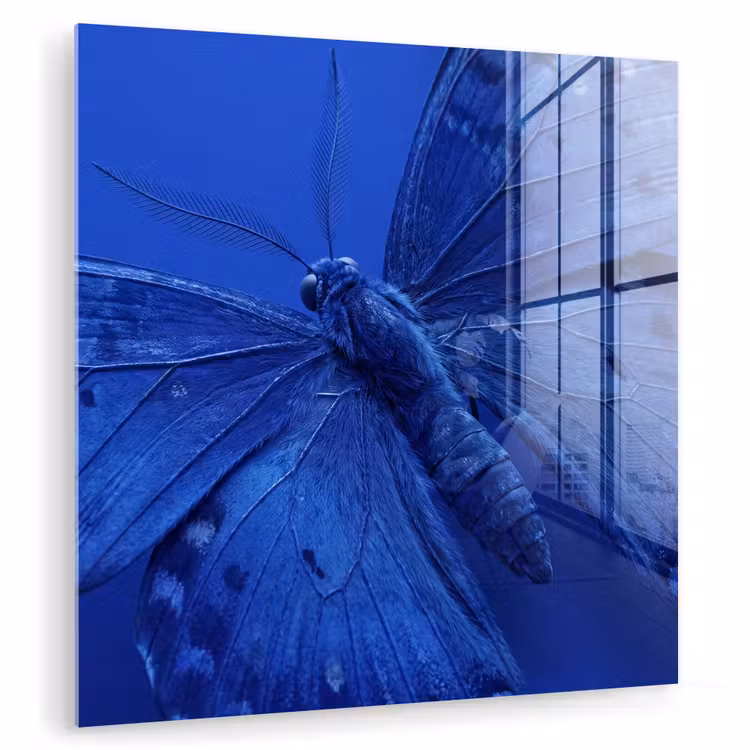 Glas schilderij - Blauwe vlinder - Insect — 1