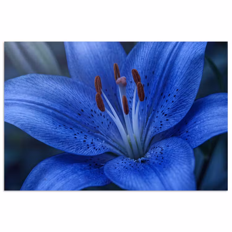 Poster - Blauwe bloem - Natuur — 1