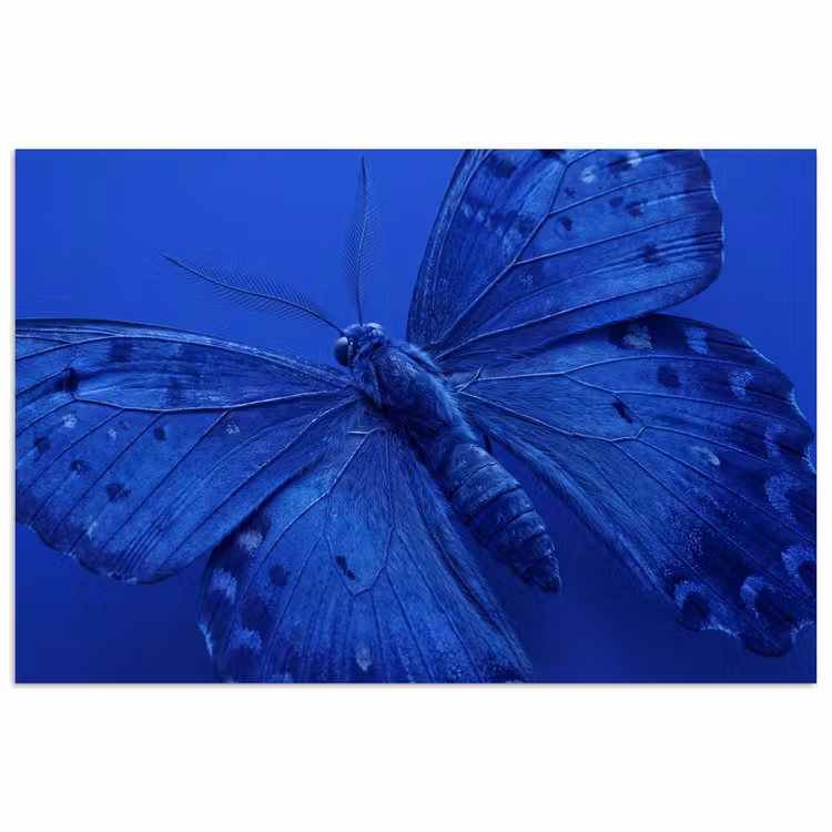 Poster - Blauwe vlinder - Insect — 1
