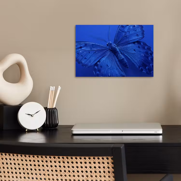 Poster - Blauwe vlinder - Insect — 2