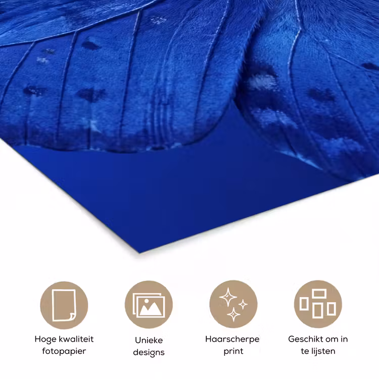 Poster - Blauwe vlinder - Insect — 5