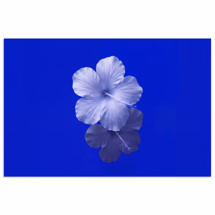 Poster - Bloemen - Blauw - Natuur — 1