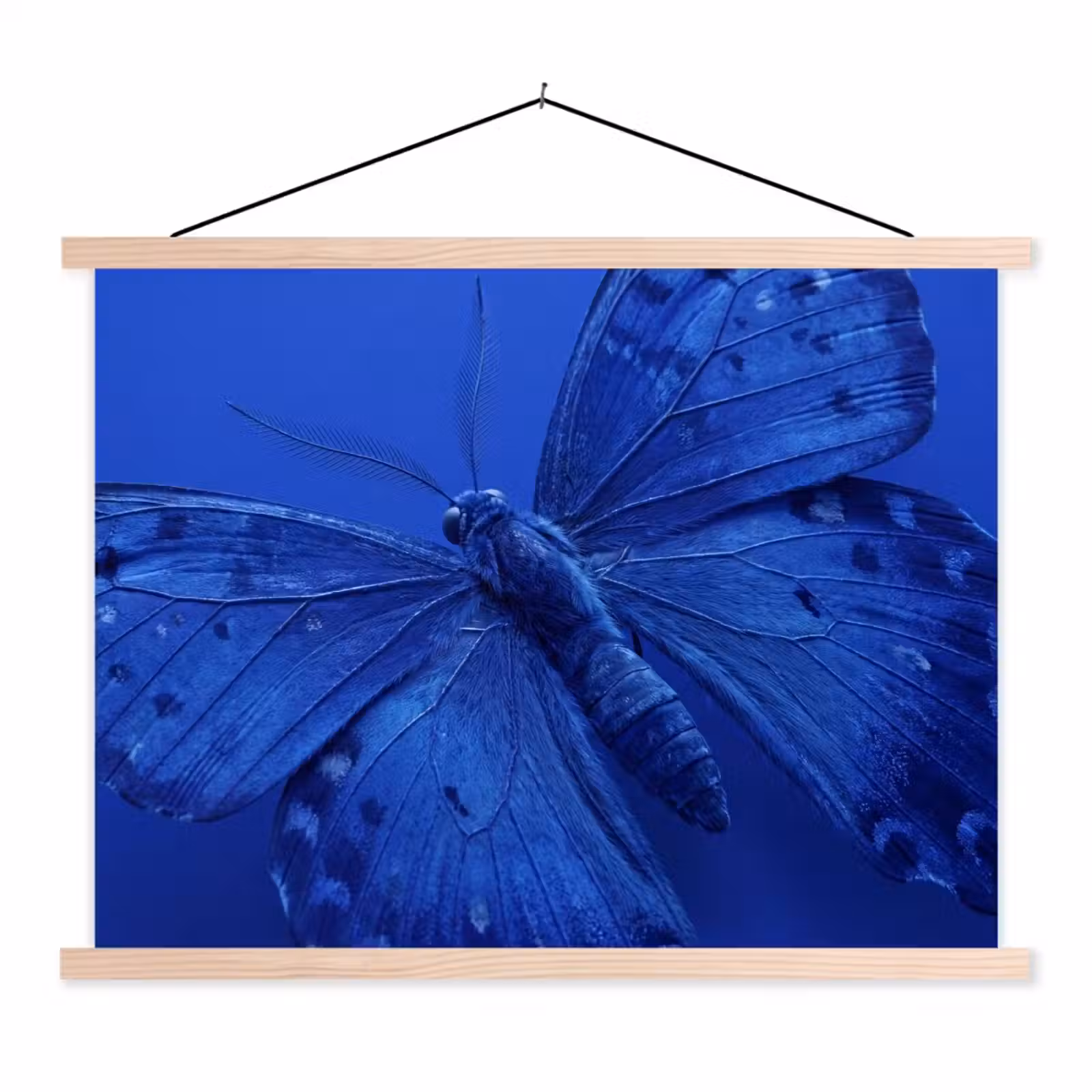 Schoolplaat - Blauwe vlinder - Insect — 1
