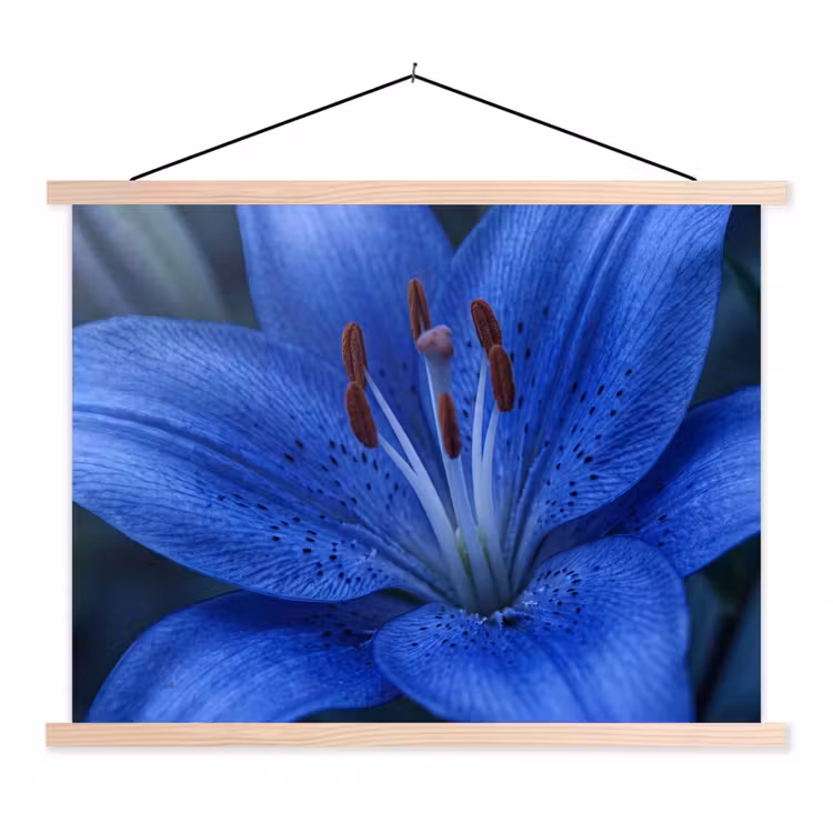 Schoolplaat - Blauwe bloem - Natuur — 1