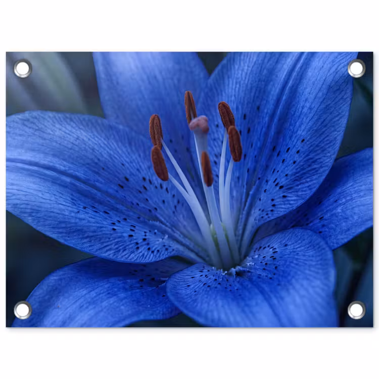 Tuinposter - Blauwe bloem - Natuur — 1