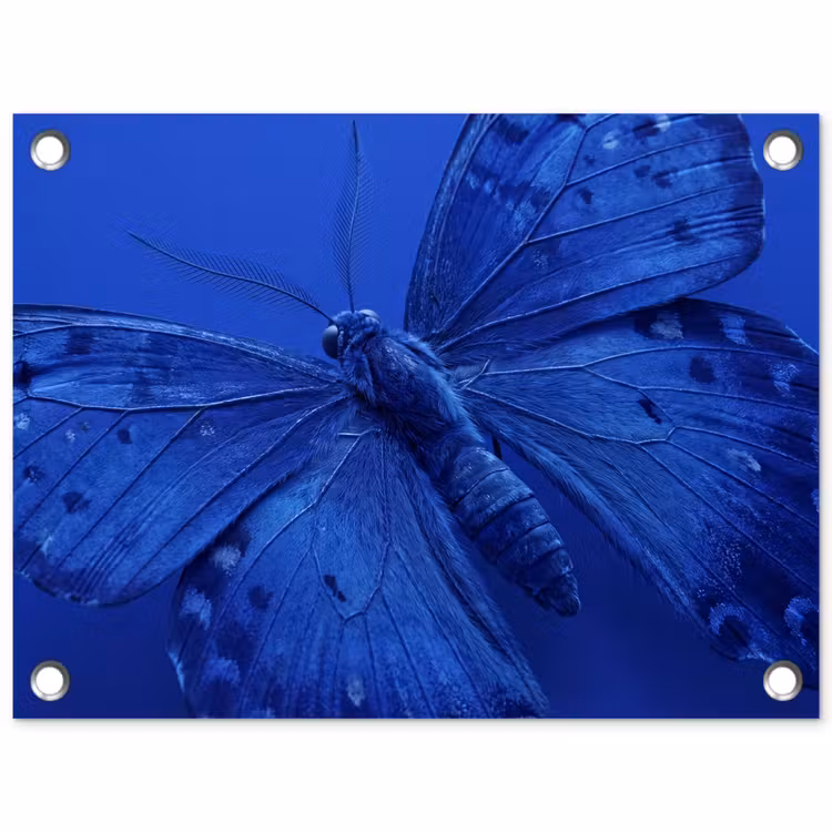 Tuinposter - Blauwe vlinder - Insect — 1