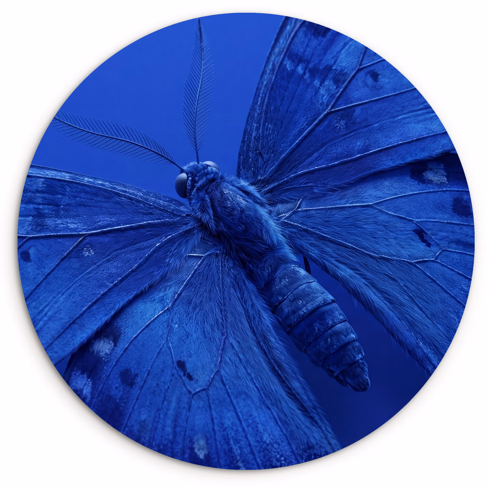 Wandcirkel - Glas - Blauwe vlinder - Insect — 1