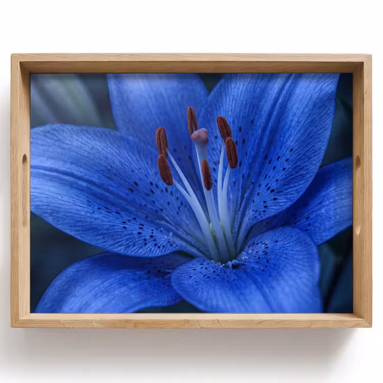 Dienblad - Blauwe bloem - Natuur — 1