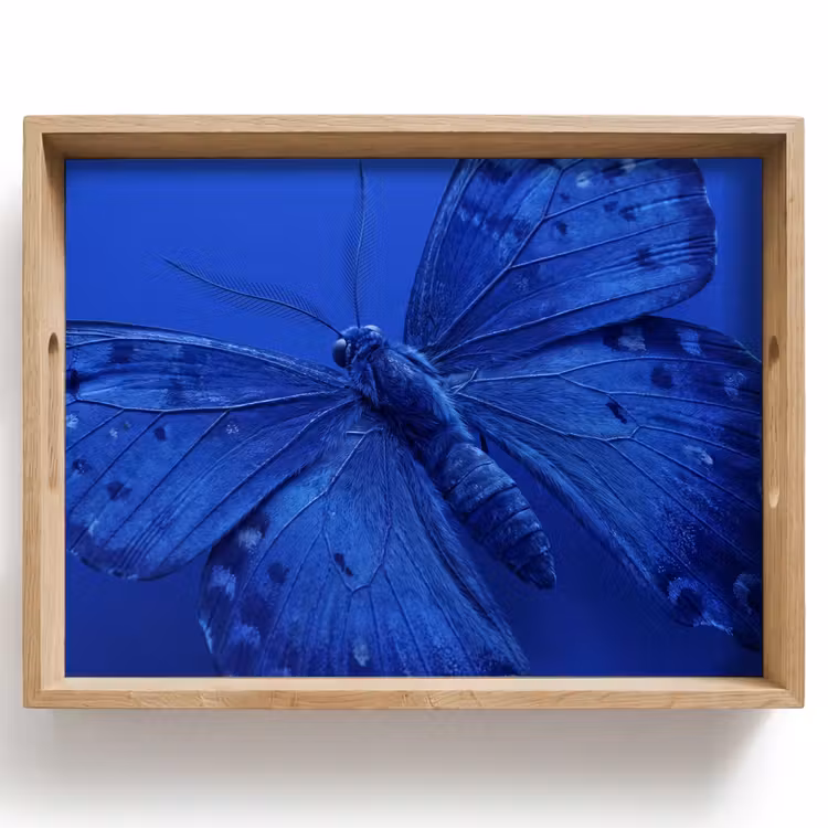 Dienblad - Blauwe vlinder - Insect — 1