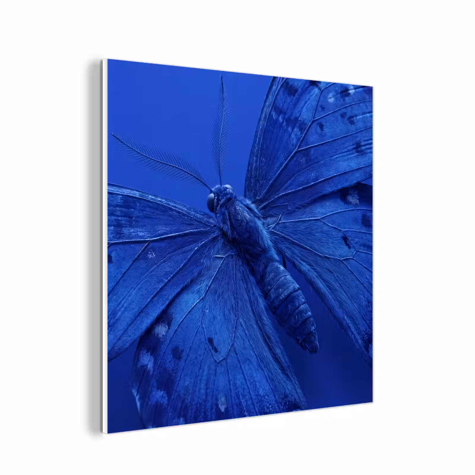 Forex - Blauwe vlinder - Insect — 1