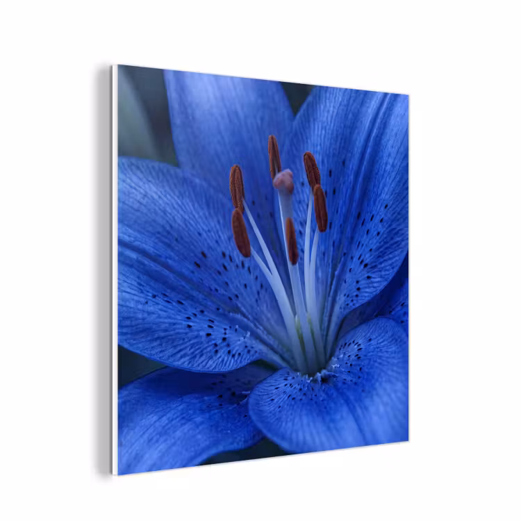 Forex - Blauwe bloem - Natuur — 1